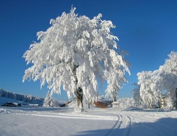 Appartamenti Dolomiti Moena Exterior foto
